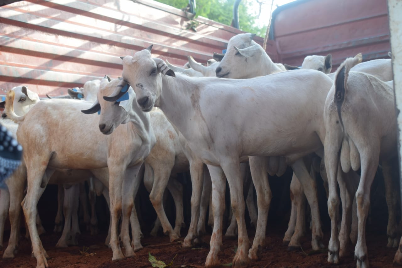 Gala Goat Distribution