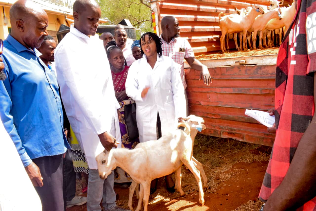 Gala Goat Distribution