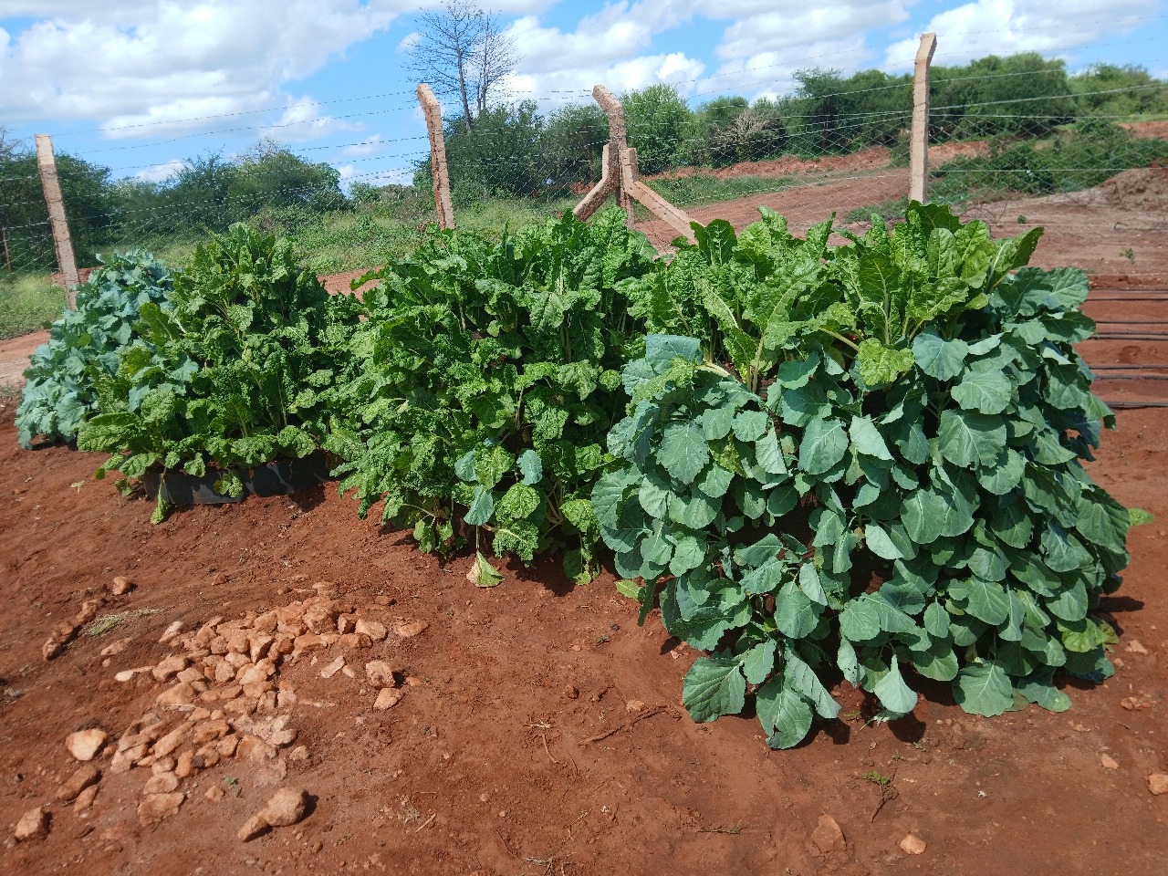 Kitchen Garden At Kwa Nzongo Water Project Demo Farm
