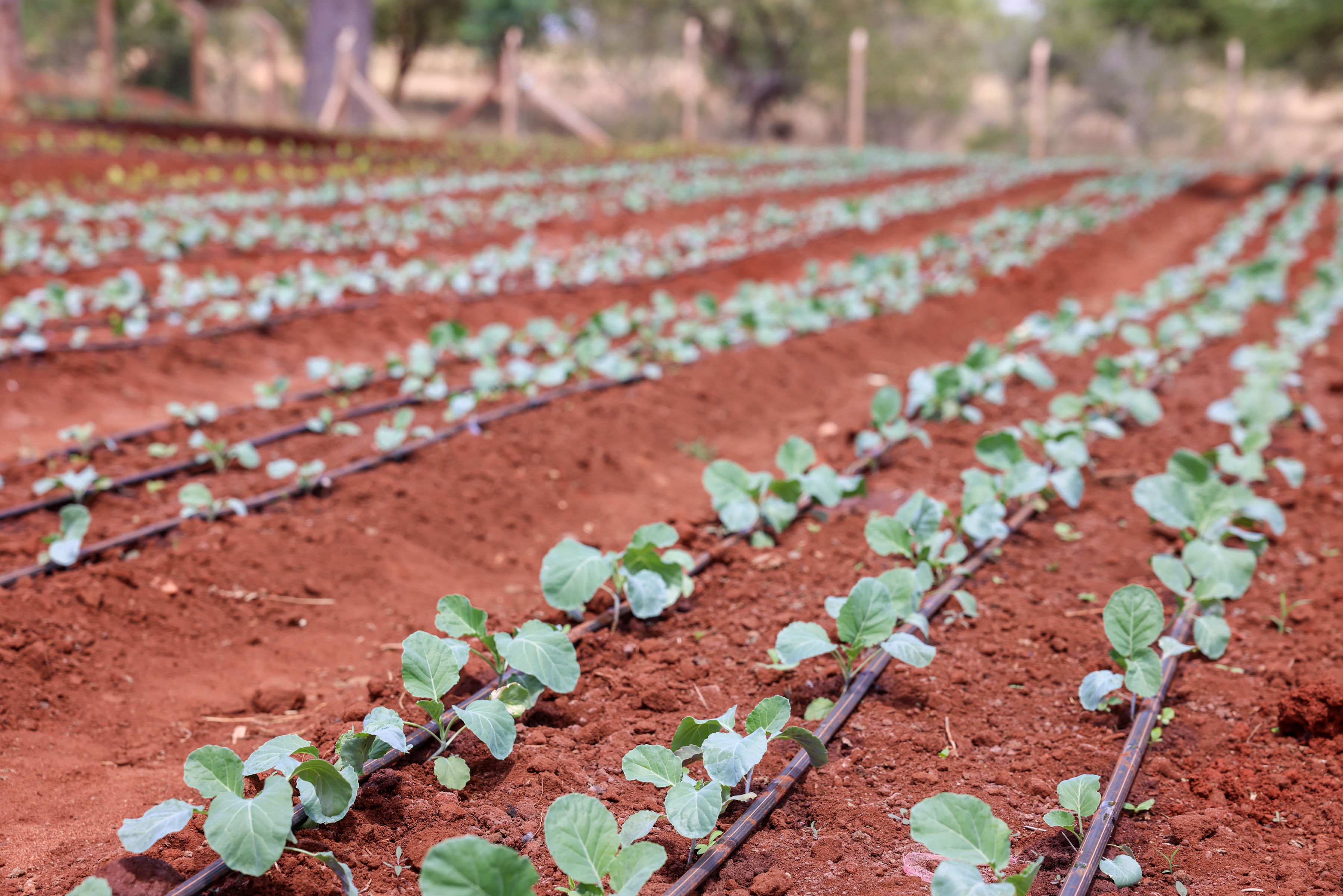 Kwa Zoongo Earth Dam - Climate Smart Agriculture