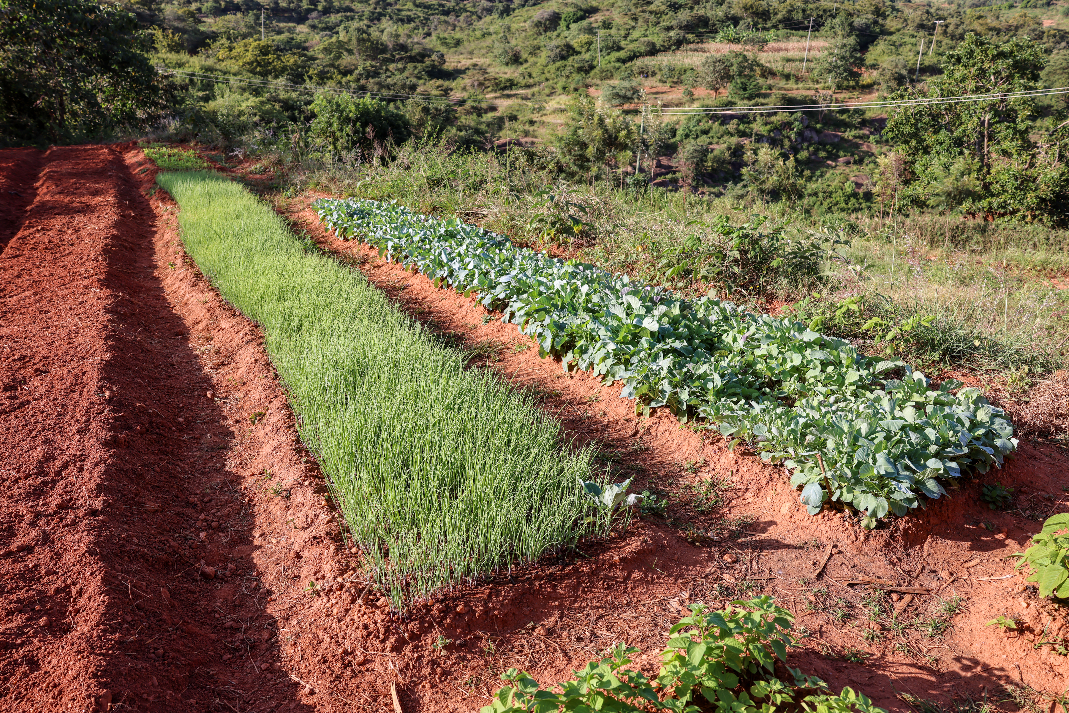 Isuuni Kwa Kisela Water Project- Demo Farm