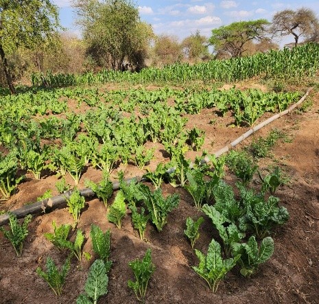 Irrigation Along The Makindu River For The Makindu Iwua